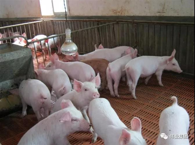 湖南偉業集團,偉業動物,豬場管理,非常規飼料原料開發,飼料
