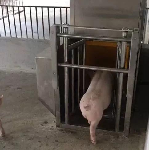 湖南偉業集團,偉業動物,豬場管理,非常規飼料原料開發,飼料