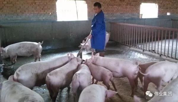 湖南偉業集團,偉業動物,豬場管理,非常規飼料原料開發,飼料