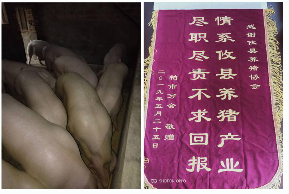 湖南偉業(yè)集團(tuán),偉業(yè)動(dòng)物,豬場(chǎng)管理,非常規(guī)飼料原料開(kāi)發(fā),飼料